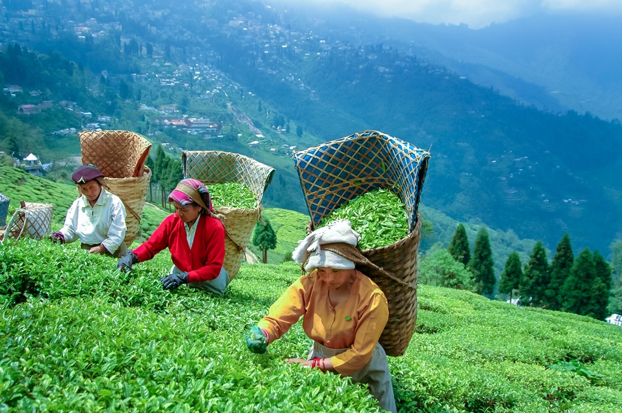 Darjeeling Kalimpong Tour Package