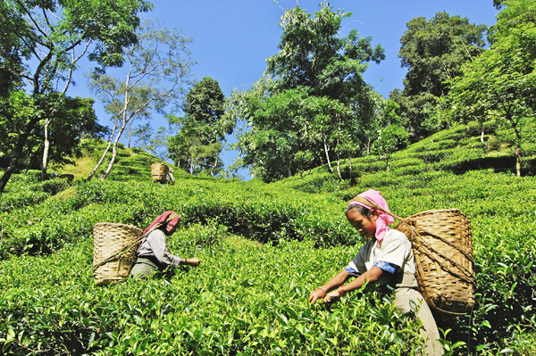 Happy Valley Tea - darjeeling 7 point